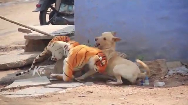 Challenge you can't stop your laughing Wow Nice 2 Dogs Pranks!!! Fake Tiger Pranksters Dog Very Funny Dog Try To Stop Laugh Challenge