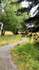 Man Stumbles on Moose Mid-Battle