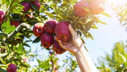 Celebrate Fall With These 12 Activities