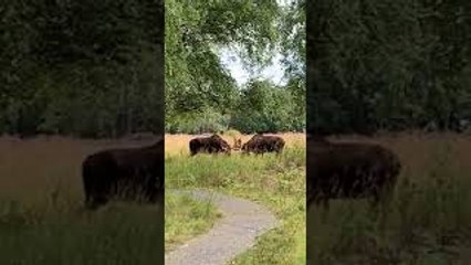 Man Stumbles on Moose Mid-Battle