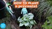 How to Plant a Perennial  | Basics | Better Homes & Gardens