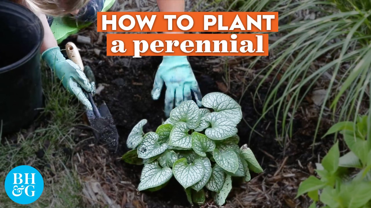How to Plant a Perennial  | Basics | Better Homes & Gardens