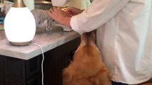 Dog Barks in Excitement as Owner Stitches Their Torn Stuffed Toy