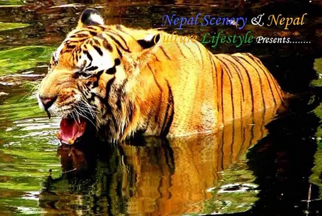 Animals Found In Nepal _ Animals Of Nepal _ Rare & Danger Animals _