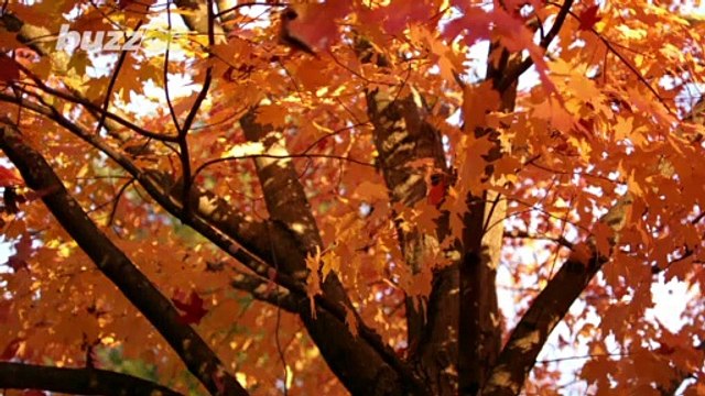 Some Simple Ways You Recharge After Fun-Filled Autumn Activities