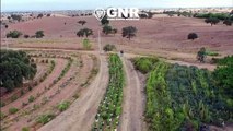 Desmantelamento de plantação ilegal com 944 pés de canábis