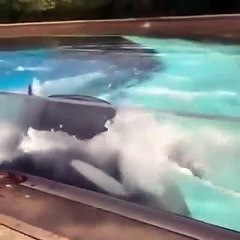 42 yıldır tutsak olan balina kafasını vura vura 'kendini öldürmeye' çalıştı