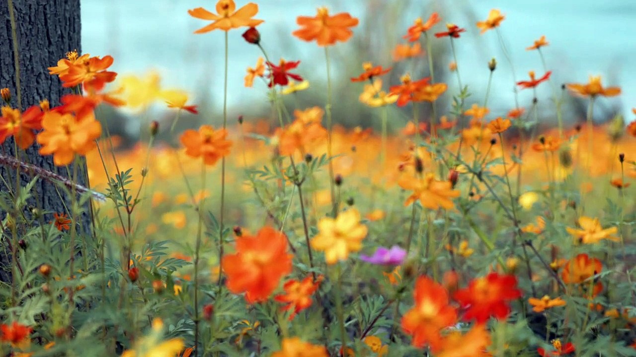 the small yellow flowers in sun swinging with wind