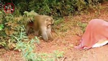 Troll Prank dog & fake Lion and Fake Tiger Prank To dog _ Videos Troll 2021 ( 480 X 854 )