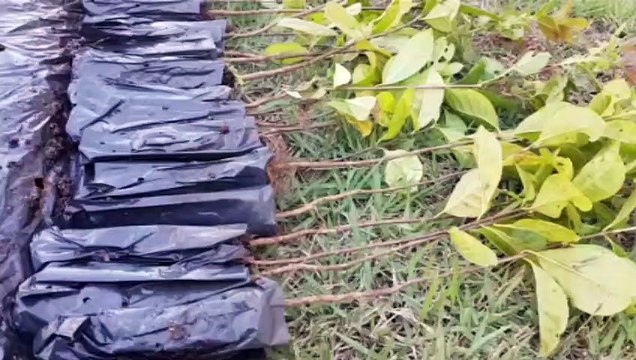 Semana de Conscientização Ambiental ambiental é lançada em Cascavel
