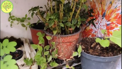 Mi jardin Mayo 2020 sobrevivio tromba __ Cosecha de tomate  Miralo completo!