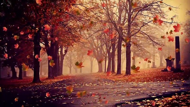 Autumn maple leaves falling trees park background composite