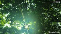 Real shot video of green woods and sunlight passing through the gaps in leaves