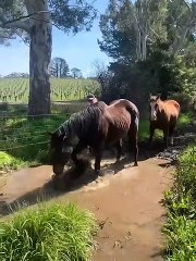Horse Gives Owner a Mud Bath