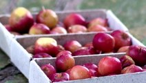 Gardener grows incredibly tiny apples that can survive extreme cold