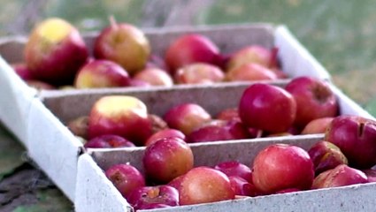 Gardener grows incredibly tiny apples that can survive extreme cold