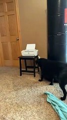 Canine Coworker Steals Printed Paper