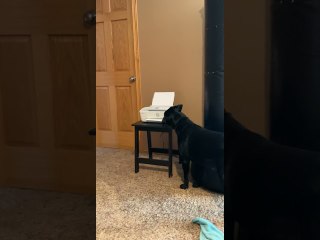Canine Coworker Steals Printed Paper