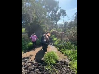 Horse Gives Owner a Mud Bath