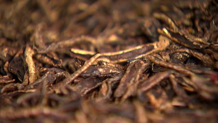 [新농비] 찌고 숙성시킨 '흑도라지'..."약효 흡수는 더 잘 된다" / YTN