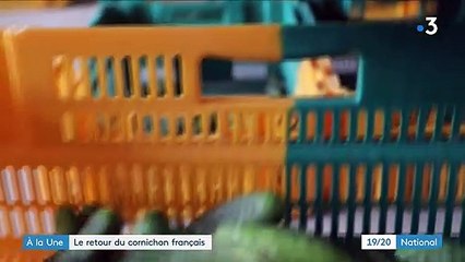 Agriculture : la production de cornichons relocalisée en France