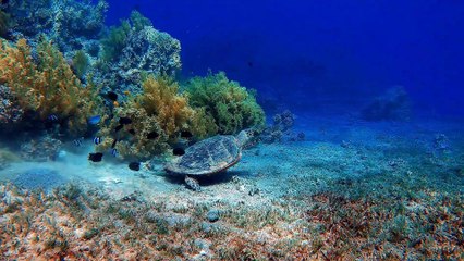 Tiburón peregrino ¿sabías esto de este increíble tiburón gigante?