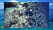 Datos curiosos del océano 25 datos que quizás no conocías hace 5 minutos