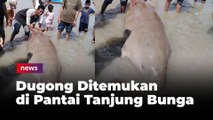 Dugong Ditemukan di Pantai Tanjung Bunga, Hendak Dijual Rp 5 Juta