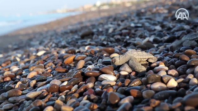 Caretta caretta yavruları zorlu yaşam yolculuğu yla denize ulaşıyor