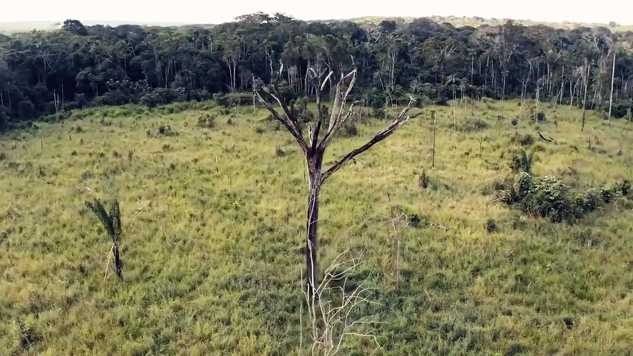 Wildlife Insights_feel the nature