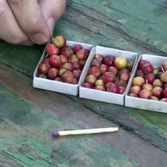 'Micro Apples,' inani sa Russia! | GMA News Feed