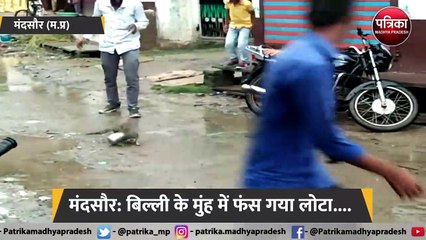 मंदसौर: बिल्ली के मुंह में फंस गया लोटा....
