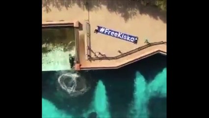 Dünya bu görüntüleri konuşuyor: Esaret altındaki balinanın intiharı!