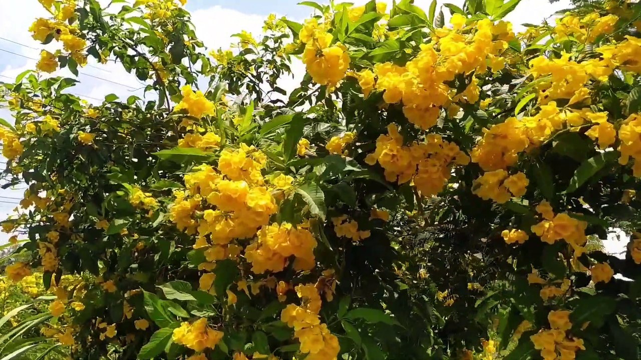 Thịt heo nướng siêu cay siêu ngon hương vị khó cưỡng - Super Spicy grilled pork Super delicious Irresistible flavor