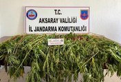 Aksaray'da 225 kök kenevir bitkisi ele geçirildi