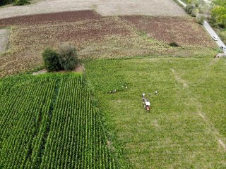 Tütün hasadı başladı