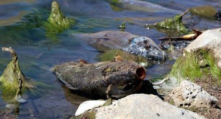 Vatandaş endişeli! Büyük panik yaratan balık ölümleri
