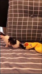 OMG  Funny Cats Doing Funny Things Cute Cats Video  Funny Cats #cat #shorts #Funny #1