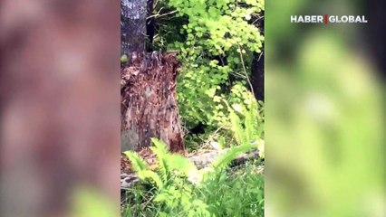 Yavru ayı devasa uzunluktaki ağaca böyle tırmandı