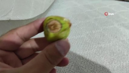 İncirdeki ay ve yıldız görenleri şaşkına çevirdi