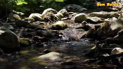 Relaxing With Soothing Music And Flowing Springs l Beautiful Nature