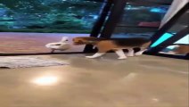 Cute beagle dogs clips that show how adorable beagle dogs behave1