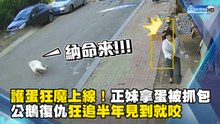 護蛋狂魔上線！正妹拿蛋被抓包 公鵝復仇狂追半年見到就咬