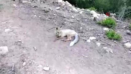 Son dakika haberi... "Ne yaptın sen bebiş"... Tilkiyle çobanın gülümseten anları kamerada