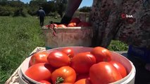 Rusya'nın Antalya ve İzmir'den domates alımı Çanakkale üreticisine yarayacak