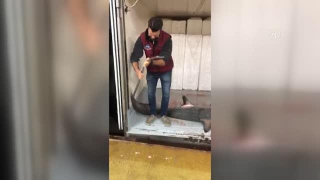 Marmara Denizi'nde balıkçıların ağına köpek balığı takıldı