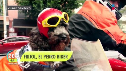 ¡Él es "Frijol", el perrito biker!