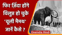 'woolly mammoths' हाथी का फिर से होगा पुनर्जन्म, Project पर काम शुरु | वनइंडिया हिंदी