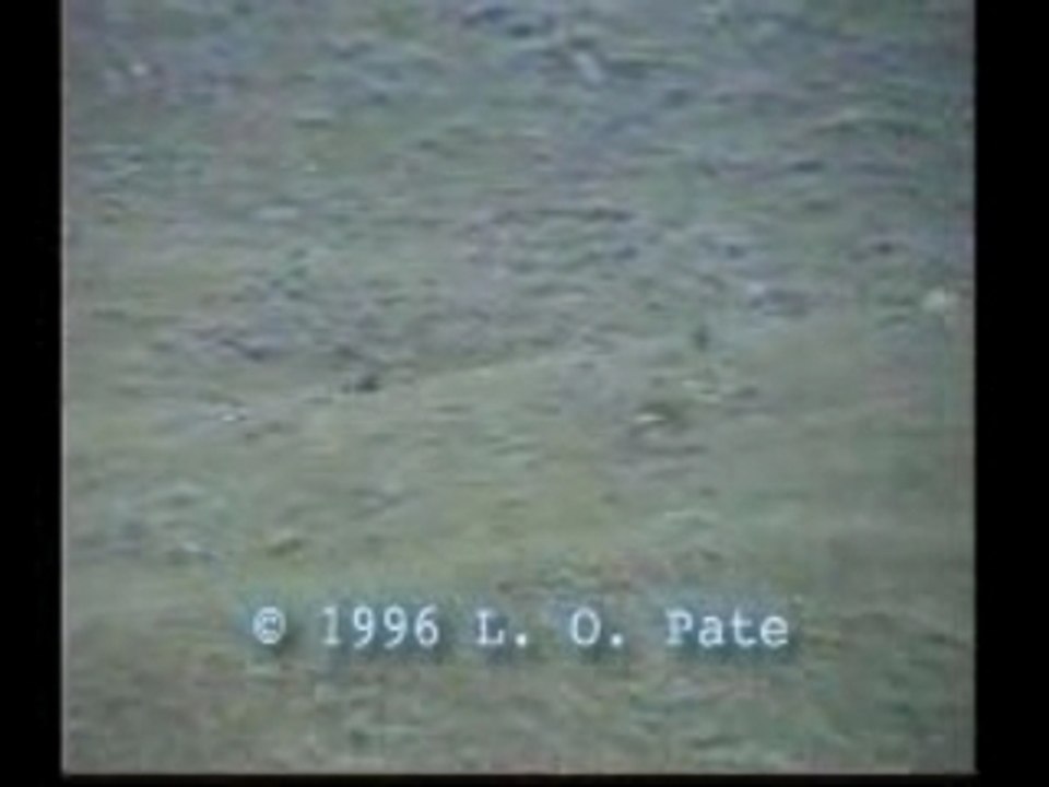 Memorial Day Footage