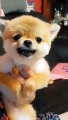 Dogs_ Compilation of Funny Videos!  try not to laugh  2021